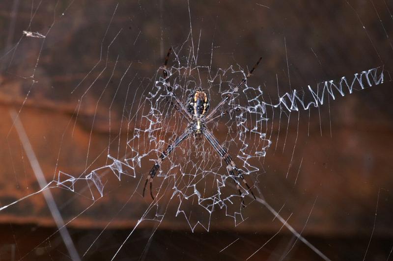 Argiope_ocyaloides_D3466_Z_85_Karinji NP_Australie.jpg